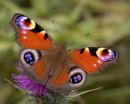 Peacock_Butterfly